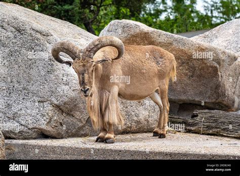 burberry sheep|barbary sheep male.